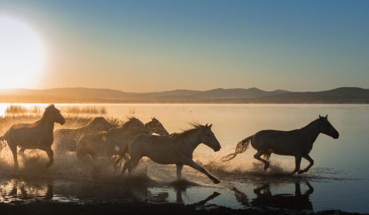 Agadir Horse Riding Experience Along The Beach - Morocco Flow .,