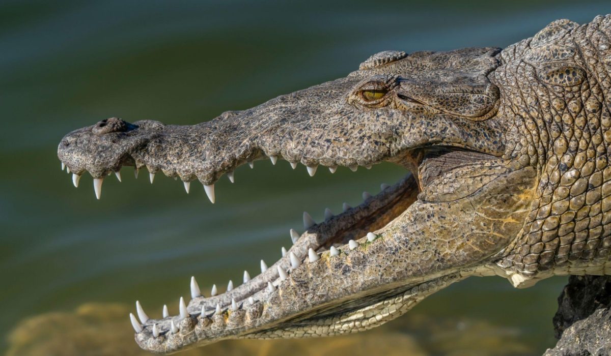 Crocoparc Agadir - Wild Adventure 3