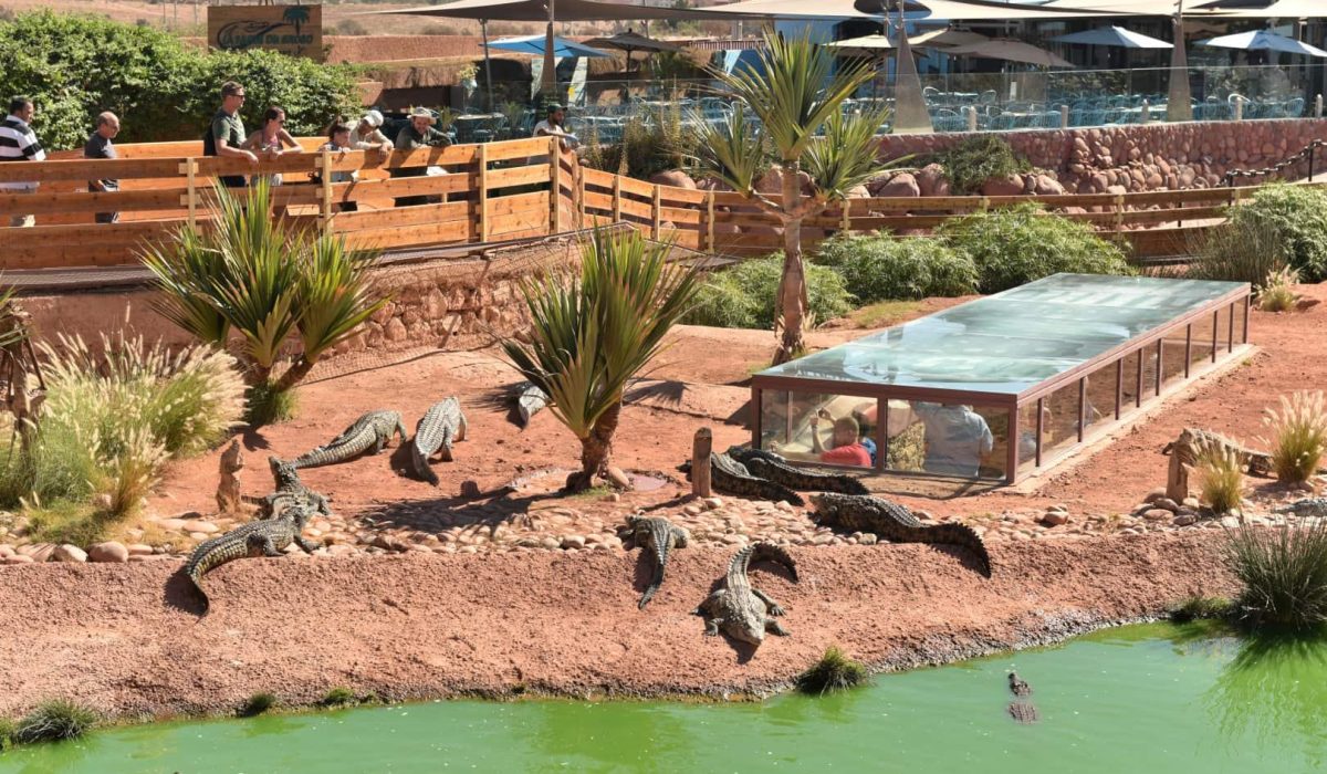 Crocoparc Agadir - Wild Adventure 5